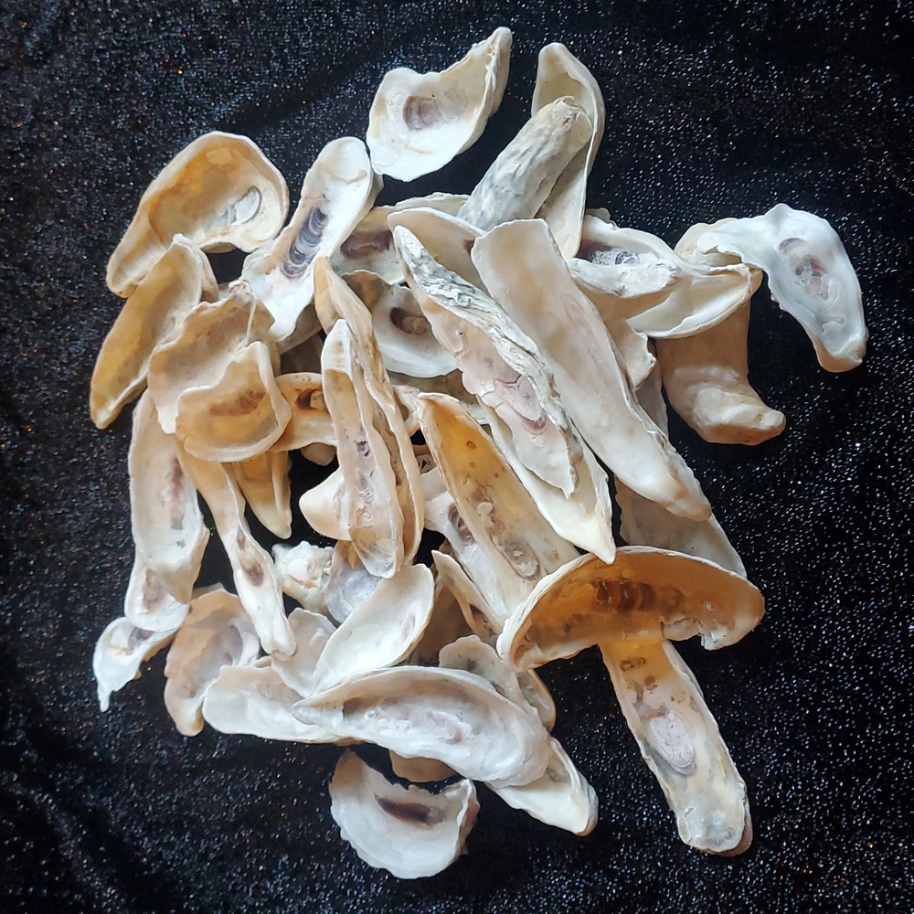 50 Decorative Real Natural Oyster Shells For Art Craft Projects